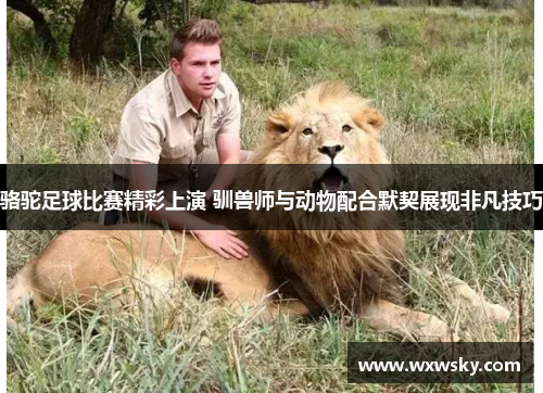 骆驼足球比赛精彩上演 驯兽师与动物配合默契展现非凡技巧